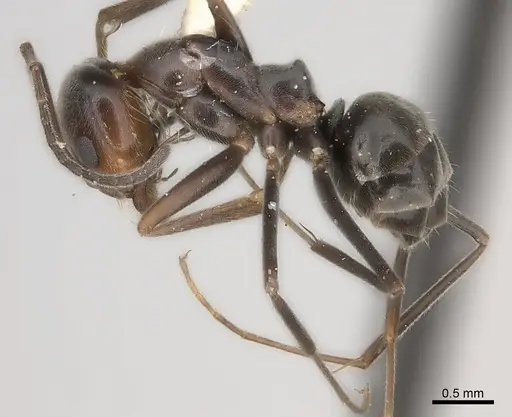 Dorymyrmex pappodes specimen