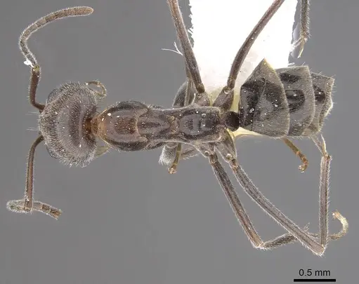 Dorymyrmex pappodes - CASENT0911152