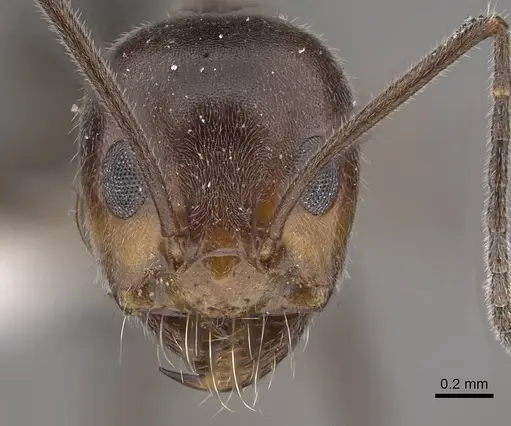 Dorymyrmex pappodes - CASENT0911152