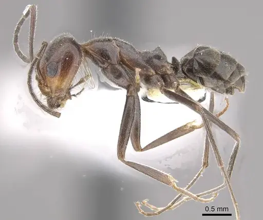 Dorymyrmex pappodes - CASENT0911152