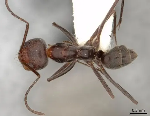 Dorymyrmex pappodes - LACMENT164433