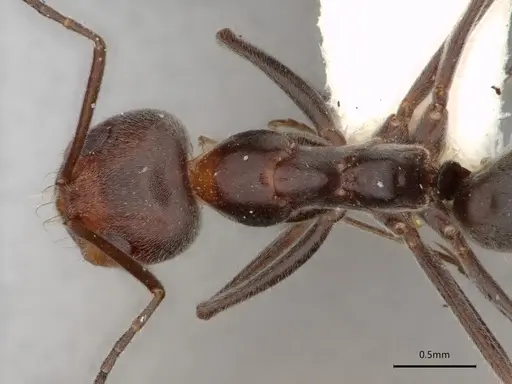 Dorymyrmex pappodes - LACMENT164433