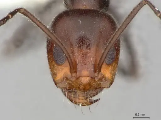 Dorymyrmex pappodes - LACMENT164433