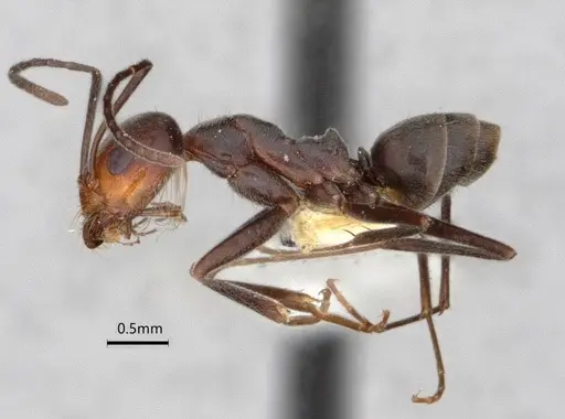 Dorymyrmex pappodes - LACMENT164433