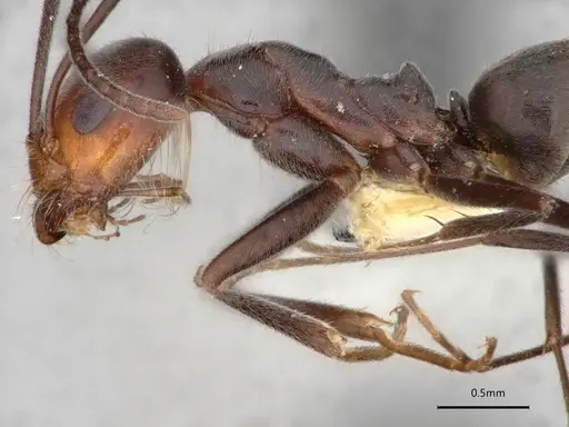 Dorymyrmex pappodes - LACMENT164433