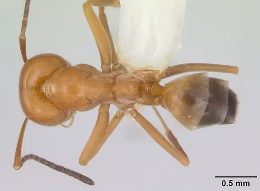 Dorymyrmex paranensis specimen