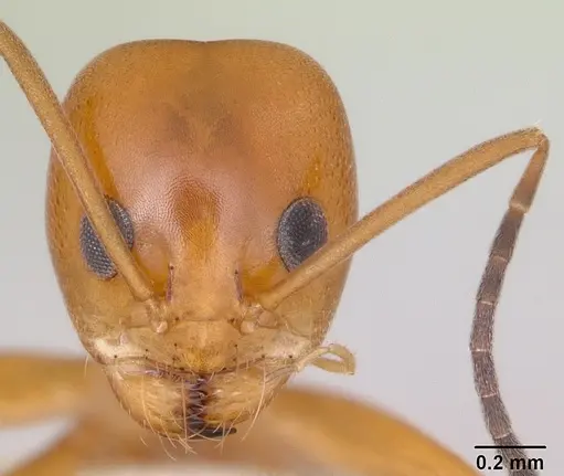 Dorymyrmex paranensis specimen