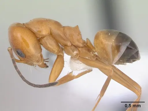 Dorymyrmex paranensis specimen