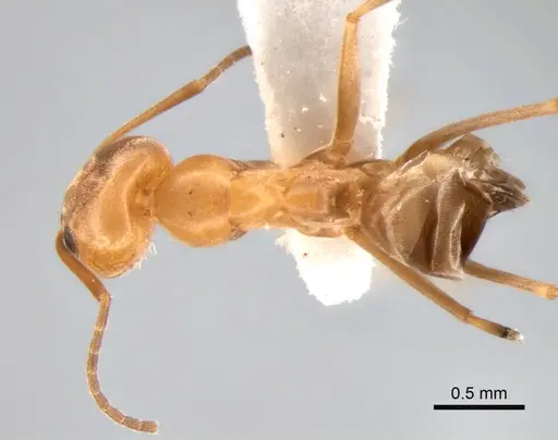 Dorymyrmex paranensis - CASENT0841149