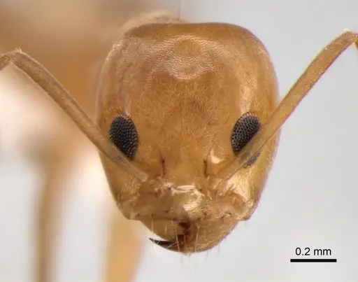 Dorymyrmex paranensis - CASENT0841149