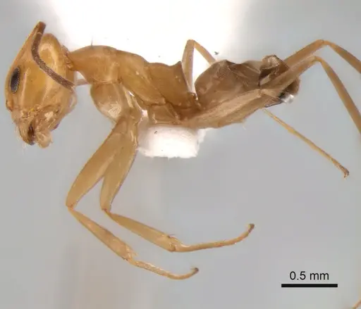 Dorymyrmex paranensis - CASENT0841149