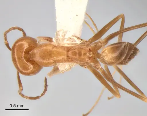 Dorymyrmex paranensis - CASENT0841152