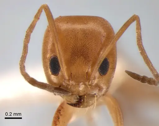 Dorymyrmex paranensis - CASENT0841152