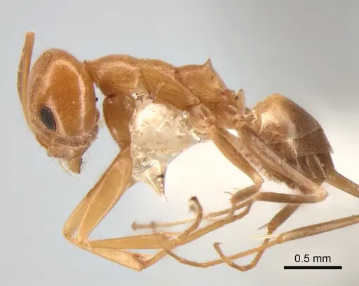 Dorymyrmex paranensis - CASENT0841152