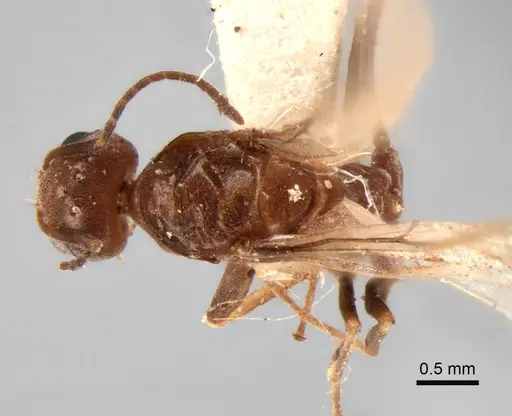 Dorymyrmex paranensis - CASENT0841153