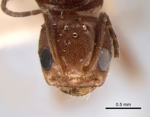 Dorymyrmex paranensis - CASENT0841153