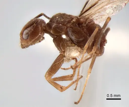 Dorymyrmex paranensis - CASENT0841153