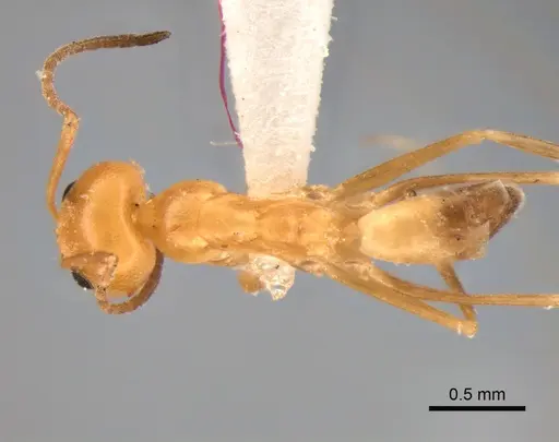 Dorymyrmex paranensis - CASENT0841157