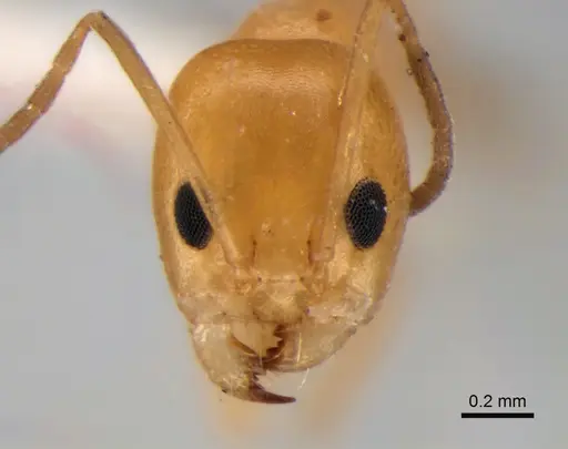 Dorymyrmex paranensis - CASENT0841157