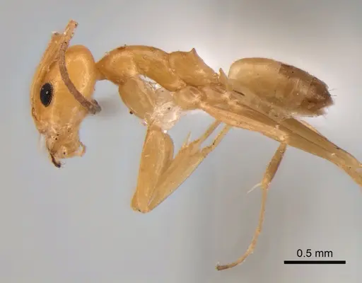 Dorymyrmex paranensis - CASENT0841157