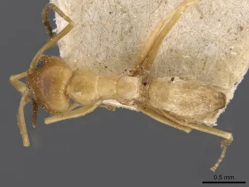 Dorymyrmex paranensis - CASENT0909745