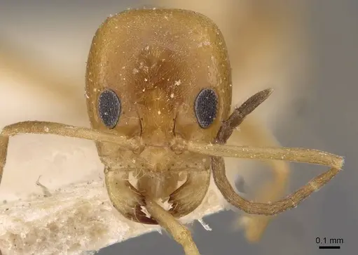 Dorymyrmex paranensis - CASENT0909745