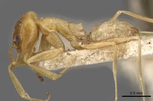 Dorymyrmex paranensis - CASENT0909745