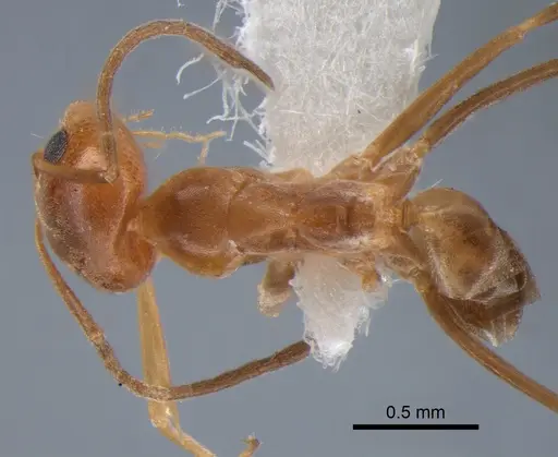 Dorymyrmex paranensis - DZUP517859