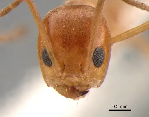 Dorymyrmex paranensis - DZUP517859