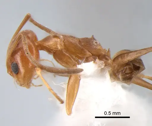 Dorymyrmex paranensis - DZUP517859