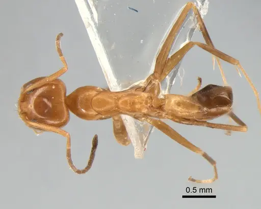 Dorymyrmex paranensis - DZUP517986