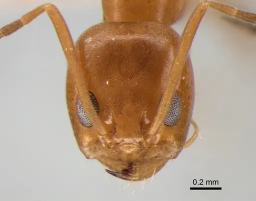 Dorymyrmex paranensis - DZUP517986