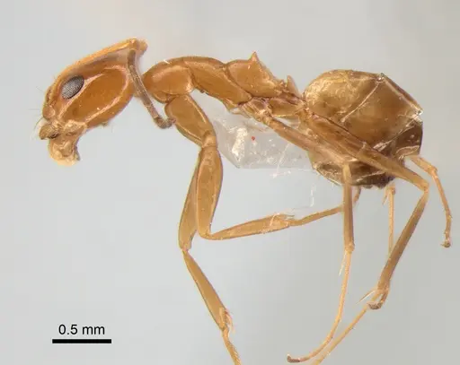 Dorymyrmex paranensis - DZUP517986