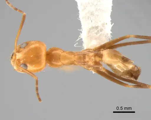 Dorymyrmex paranensis - DZUP518119