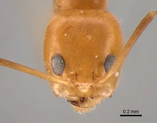 Dorymyrmex paranensis - DZUP518119
