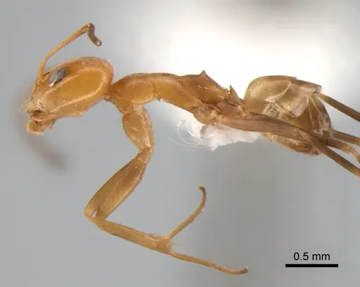 Dorymyrmex paranensis - DZUP518119