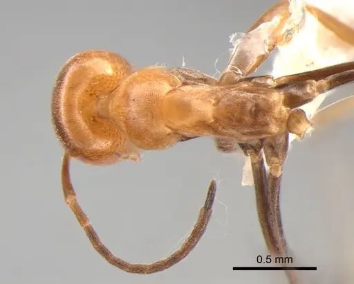 Dorymyrmex paranensis - DZUP518129