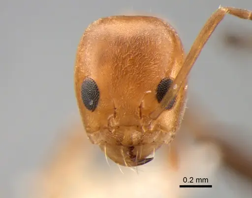 Dorymyrmex paranensis - DZUP518129