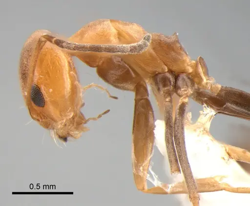 Dorymyrmex paranensis - DZUP518129