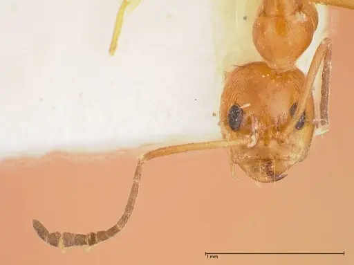 Dorymyrmex paranensis - FOCOL0530