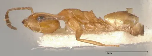 Dorymyrmex paranensis - FOCOL0530