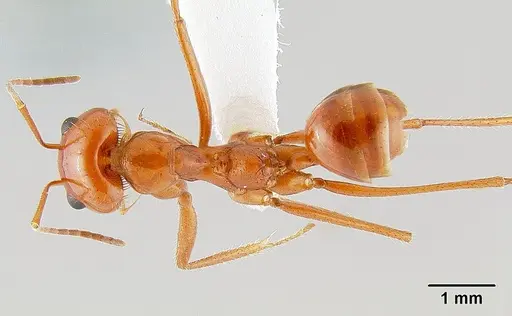 Dorymyrmex planidens specimen