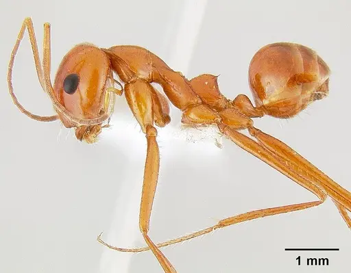 Dorymyrmex planidens specimen
