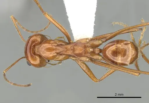 Dorymyrmex planidens - CASENT0249684
