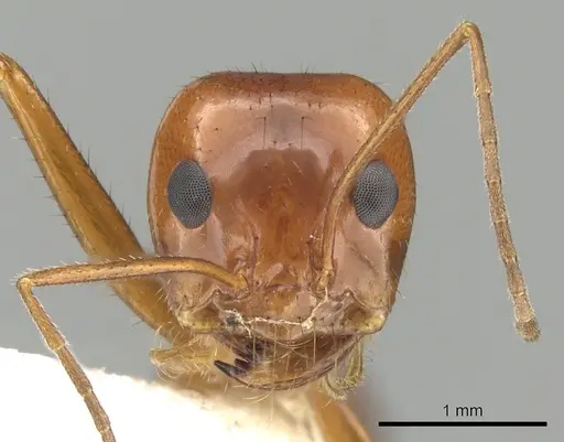 Dorymyrmex planidens - CASENT0249684