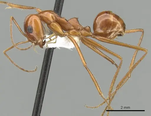 Dorymyrmex planidens - CASENT0249684