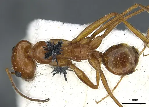 Dorymyrmex planidens - CASENT0902986