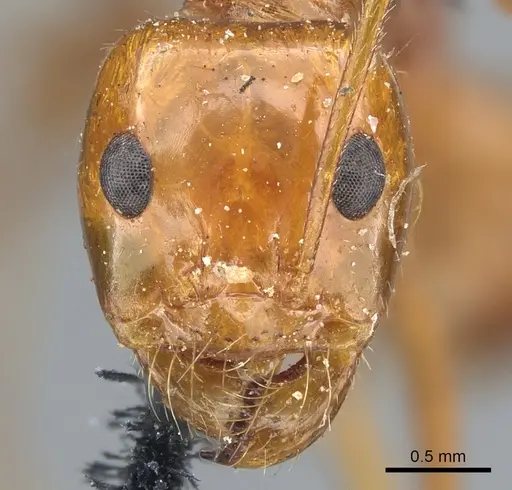 Dorymyrmex planidens - CASENT0902986