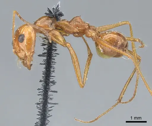 Dorymyrmex planidens - CASENT0902986