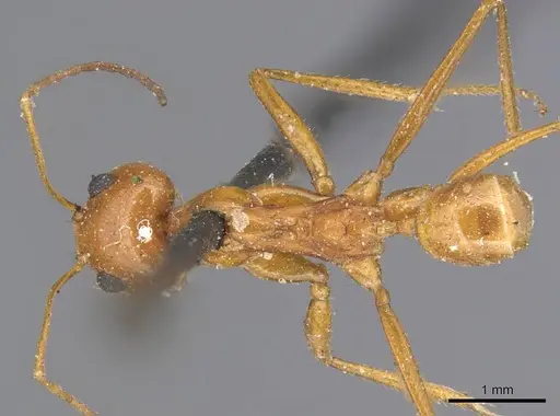 Dorymyrmex planidens - CASENT0915585